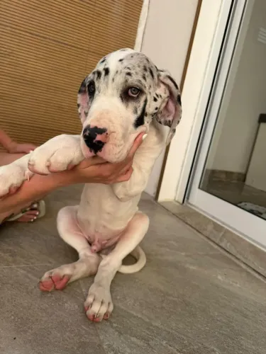 Filhotes DOGUE ALEMÃO PRONTA ENTREGA