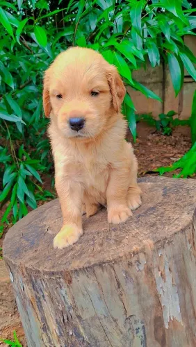 Golden Retriever macho e fêmea para reserva