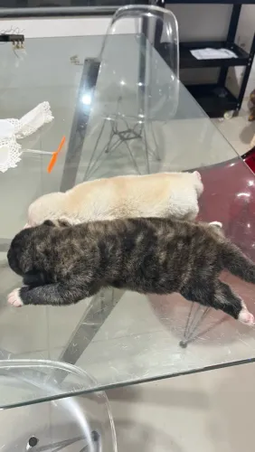 Filhote puro de akita