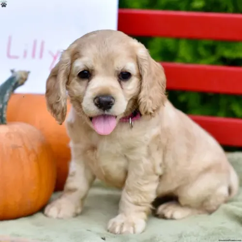 ?Seu novo melhor amigo é um Cocker Spaniel Inglês?