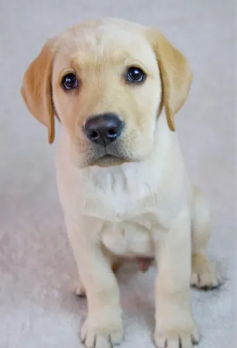 Filhotes De Labrador - Seu Novo Melhor Amigo Está Pronto Para Te Encher De Carinho