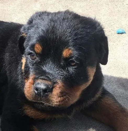 Rottweiler Felicidade simples e verdadeira