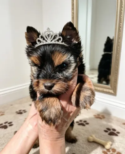 Princesinha Yorkshire Terrier Muito Especial