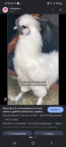 Procuro galinha ou franga de sedosa fêmea 