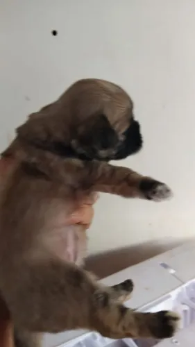 shihtzu fêmea e macho