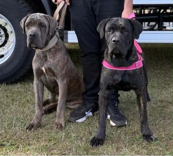 Cane corso italiano