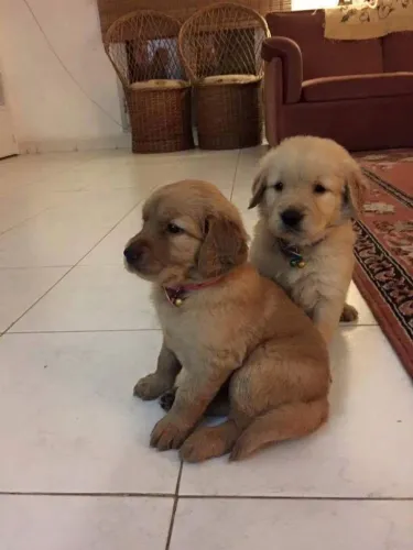 doação de golden retriever  *
