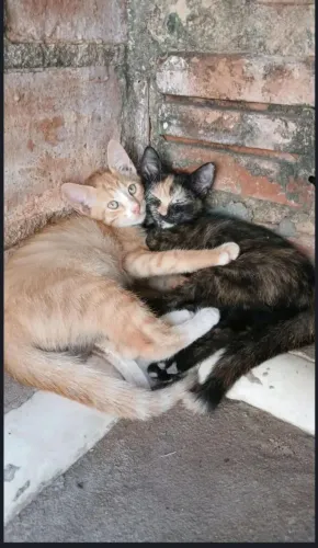 Doação de Gatos filhotes