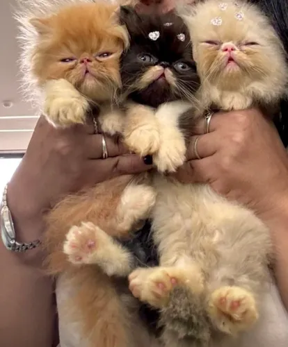 Gatinhos Persas