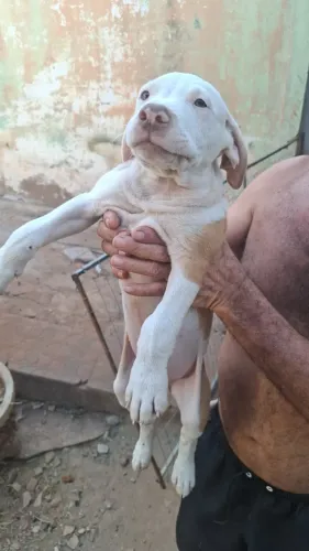 FILHOTES DE PITBULL