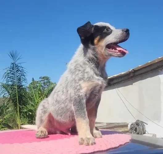 Blue heeler, boiadeiro australiano