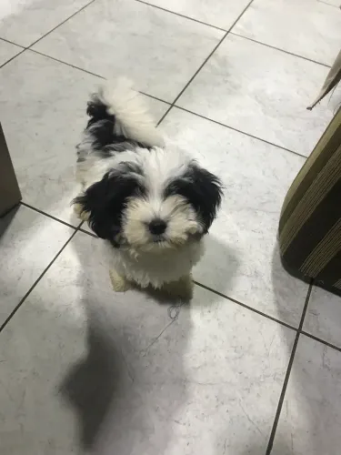 Shitzu Macho 3 meses 