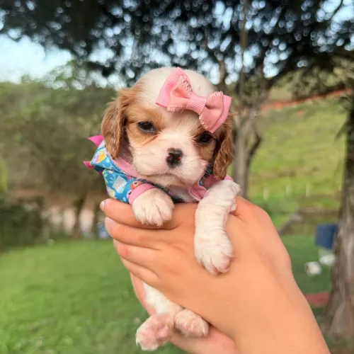 Cavalier king charles fêmea miniatura