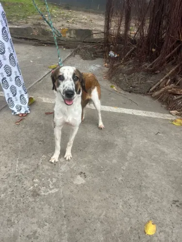 Cadela