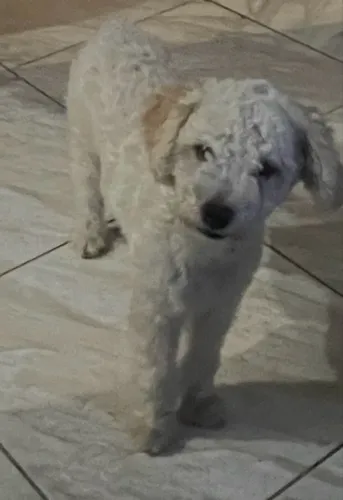 Cachorro