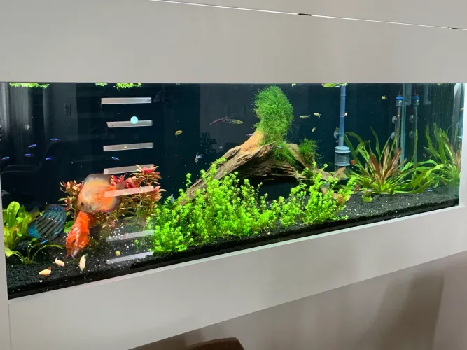 Aquário 700 litros