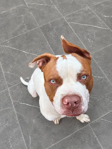     Pitbull 7/8 meses para adoção