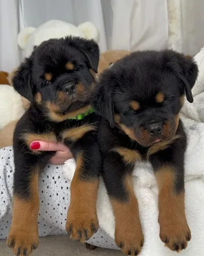Rottweiller Filhotes