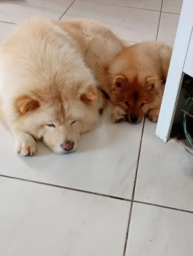 Chow chow