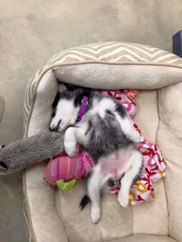 Husky siberiano Uma escolha que pode começar com esta foto