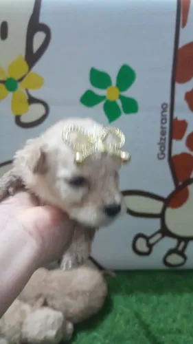 Poodle