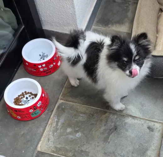 Spitz Anão machinho filhote com pedigree + brindese