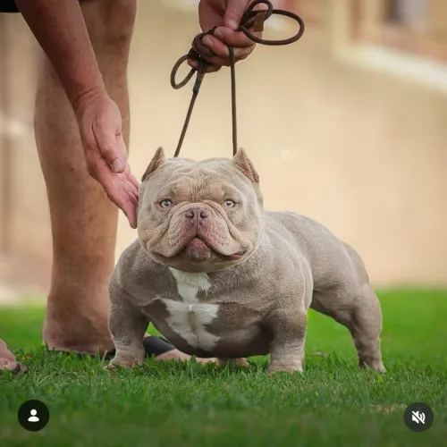 Filhotes de American bully exótic nano