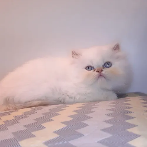 Gato persa macho filhote