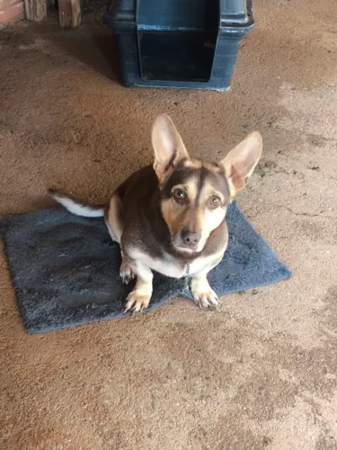 Doação cachorro 