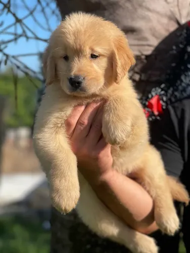 Filhote de Golden Retriever Fêmea e Macho disponíveis 