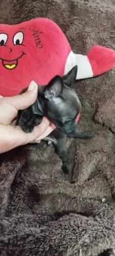 Pinscher 0