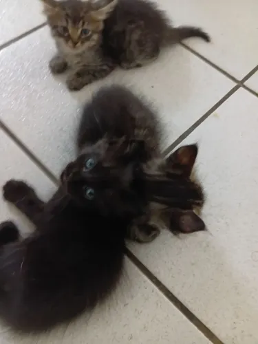 Gatos para adoção