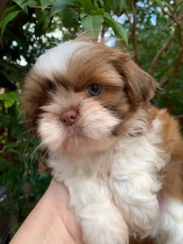 Shih Tzu Macho