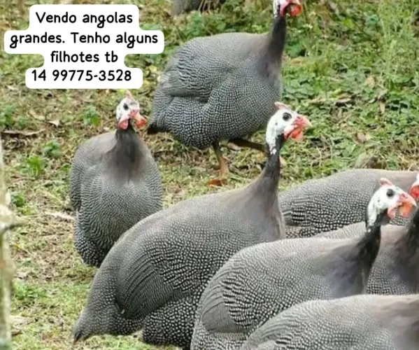 Galinha de angola, cocá, guiné