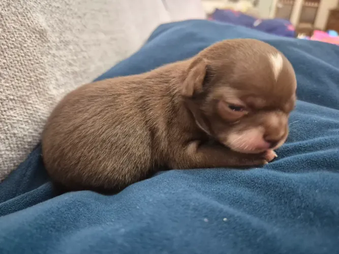 Chihuahua macho pelo curto