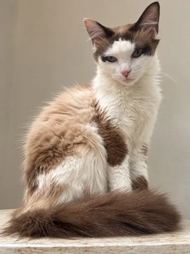 Gatinha para Doação - Stella