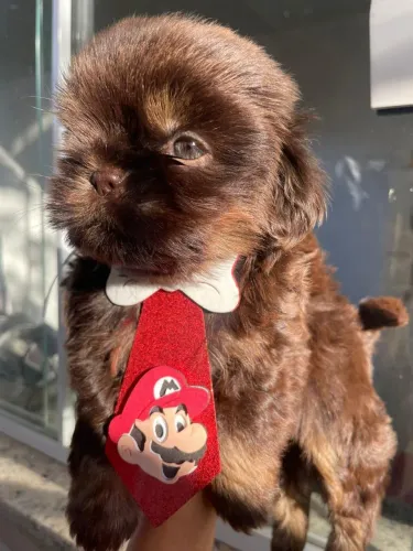 Shitzu Macho