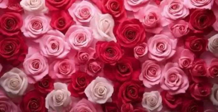 INCRÍVEL - Painel Em Tecido De Rosas Vermelhas (novo) 2.20 L X 1.80 A