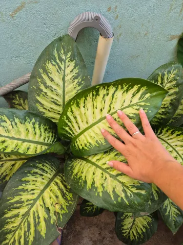 Planta linda, conhecida como comigo ninguém pode