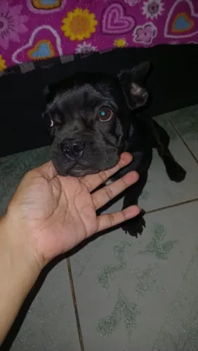 Cachorro fêmea