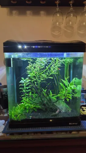 Aquário boyu 40 litros completo