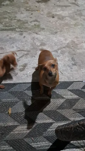 Cães 