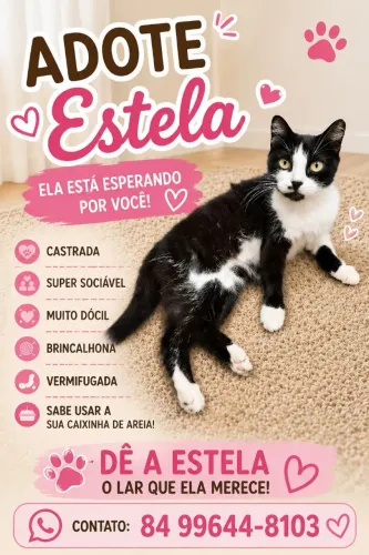 Gatinha muito dócil para adoção 