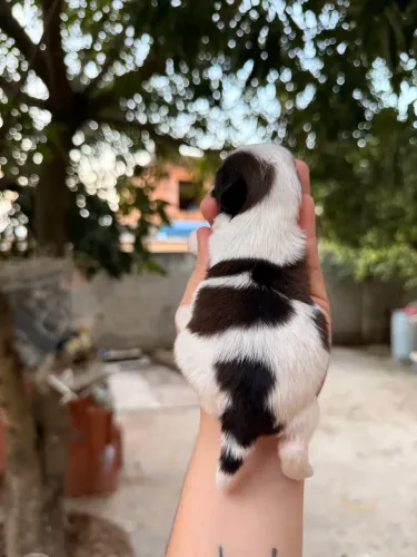 Shitzu Mini