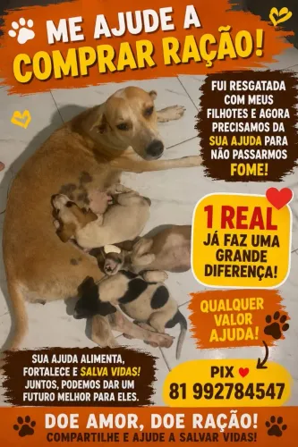 Filhotes para adoção