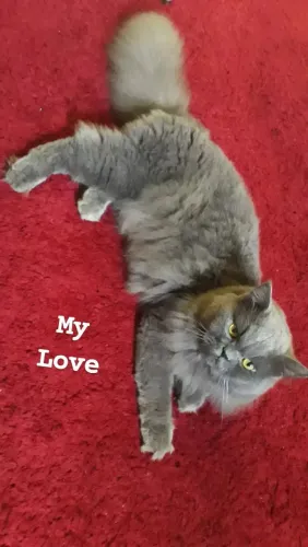 Gato persa