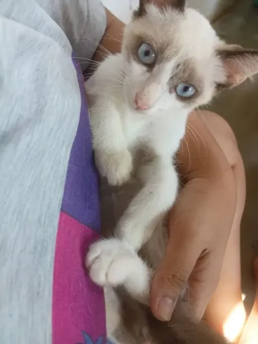 Gato fêmea para adoção