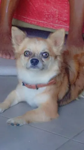 Cachorro chiuaua macho
