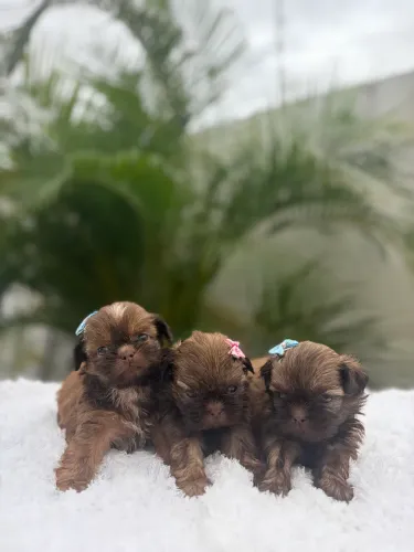 Shih tzu disponíveis 