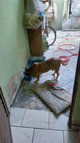 Doa se cachorro 